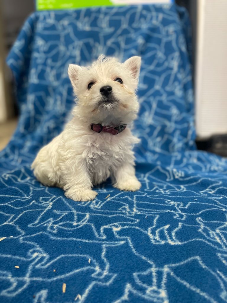 du domaine du val de lucy - Chiot disponible  - West Highland White Terrier