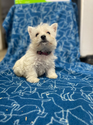 du domaine du val de lucy - West Highland White Terrier - Portée née le 11/09/2024