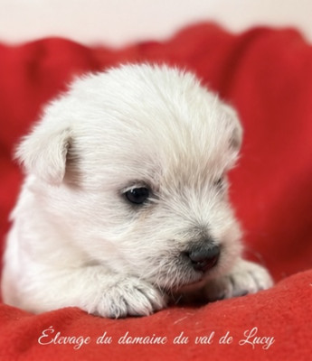 Chiot N°1