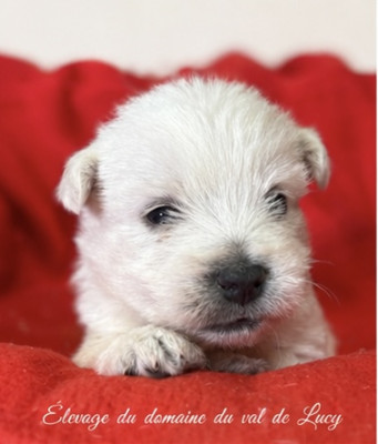 Chiot N°2
