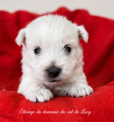 Chiot N°3