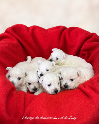 Chiot N°5
