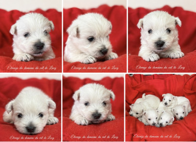 Chiot N°6